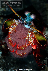 mantis ... with eggs by Oscar Miralpeix 